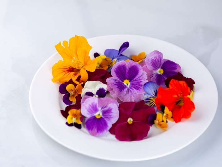 Charleston - edible flowers Shot
