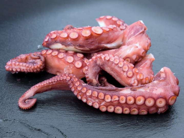 pulpo or octopus | Classpop Shot