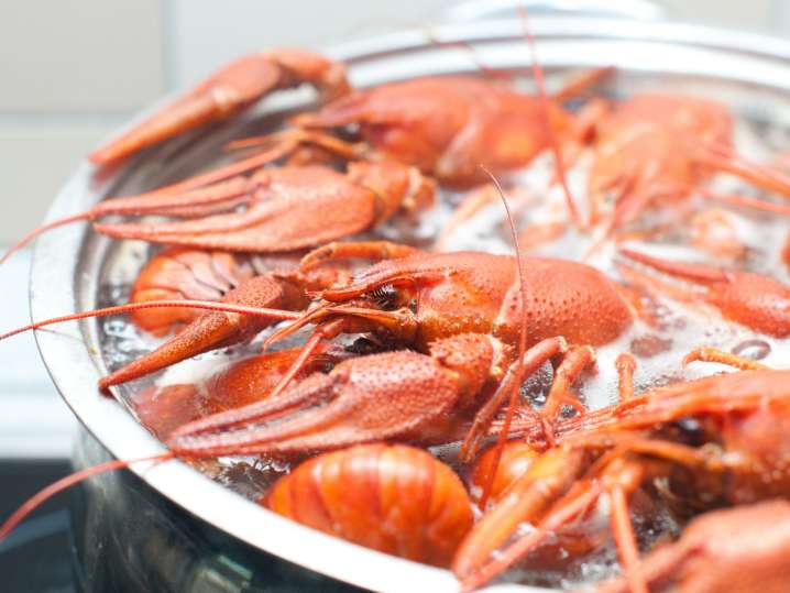 boiling crawfish | Classpop Shot