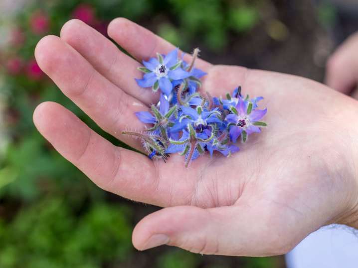blue flowers | Classpop Shot