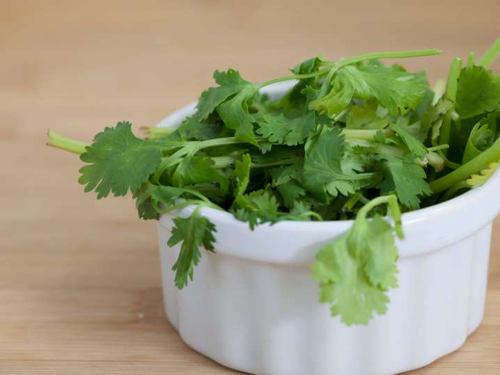 cilantro | Classpop Shot