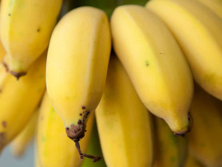 bananas | Classpop Shot