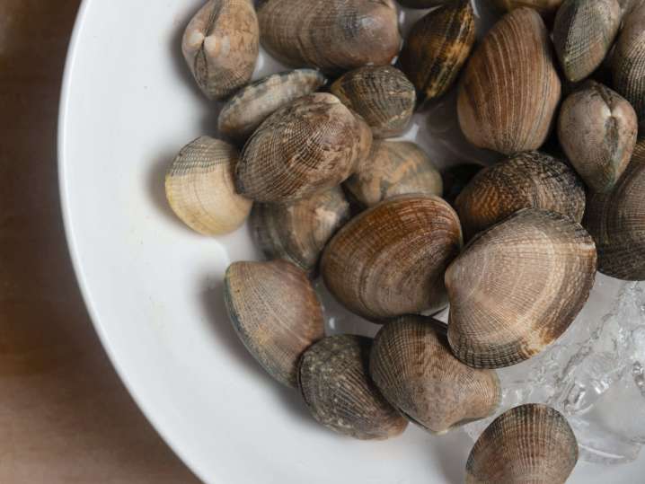 clams in the shells | Classpop Shot