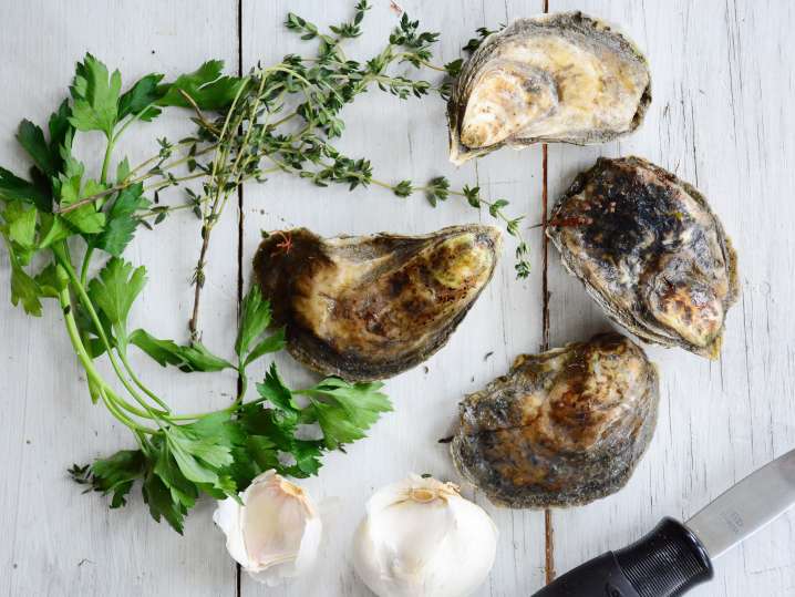 oysters | Classpop Shot