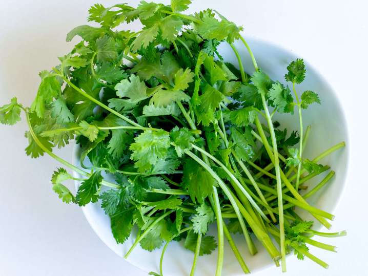 fresh cilantro for mint chutney | Classpop Shot