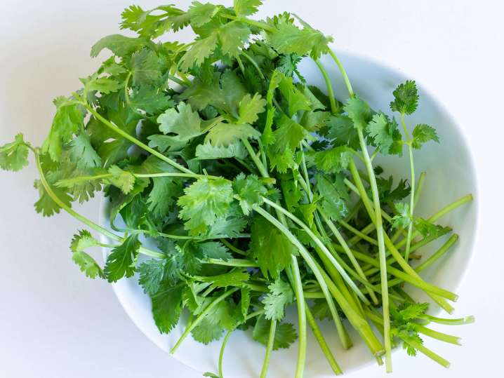 fresh cilantro for mint chutney | Classpop Shot