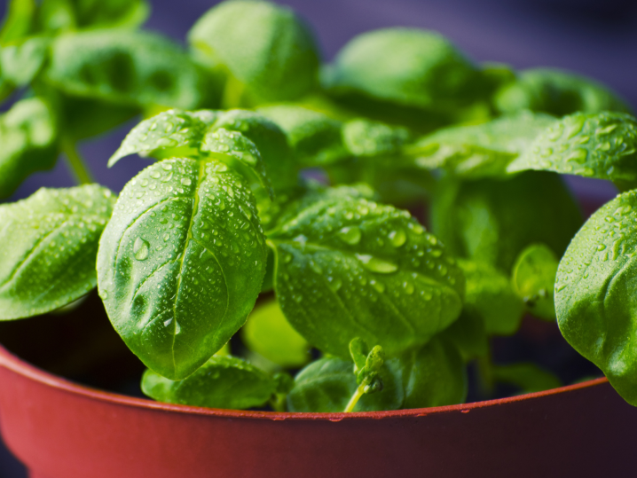 Seattle - fresh basil Shot