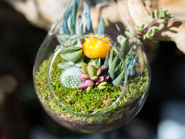 New Jersey - DIY terrarium Shot