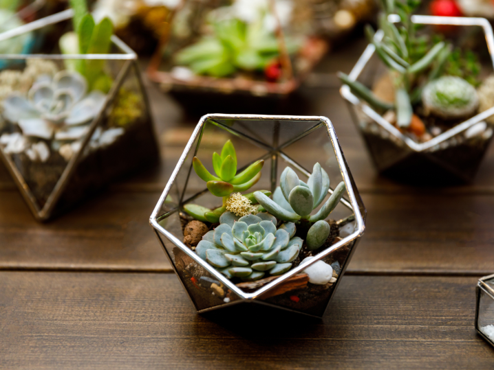 New Jersey - mini terrariums Shot