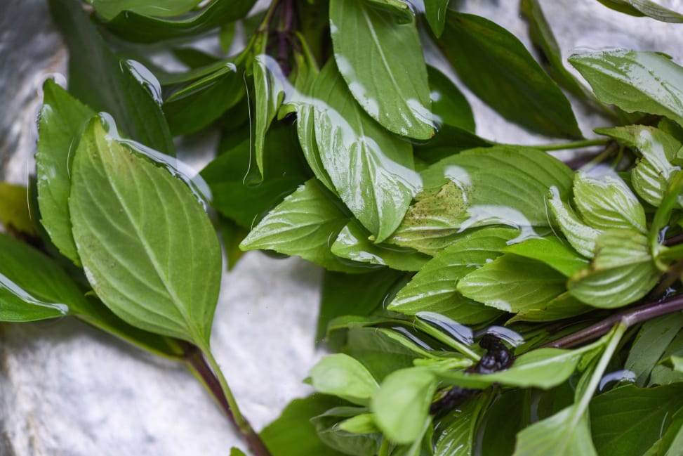 San Diego - Thai basil leaves Shot 2