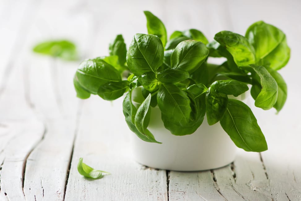 fresh basil for pizza topping | Classpop Shot 2
