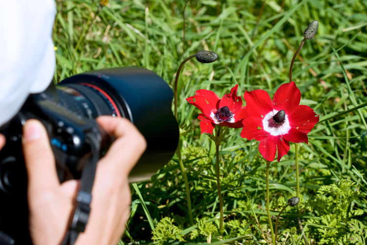 macro photography