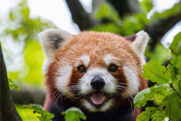 wildlife photography