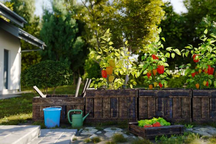 vegetable garden ideas