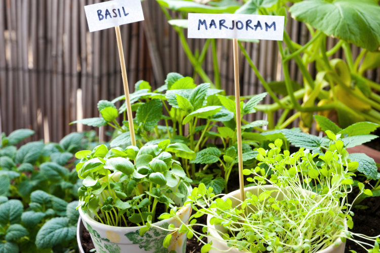 herb garden ideas