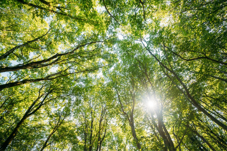 when is the summer solstice​