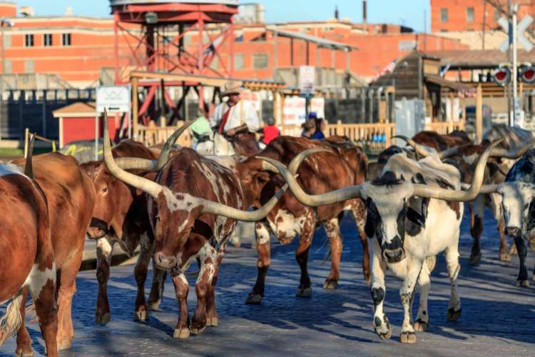 birthday ideas in fort worth for adults