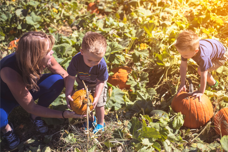 pumpkin patch​