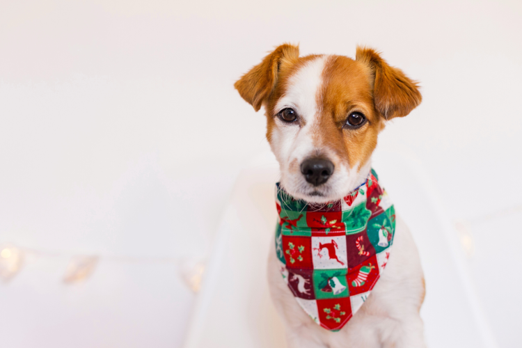 gifts for dog lovers