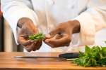 chef holding freshly picked basil leaves Shot