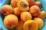 fresh apricots | Classpop Shot