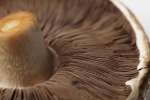 portobello mushrooms | Classpop Shot