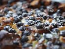 Cooking Class - Cookies and Cakes Galore in Austin: blueberry pudding cake