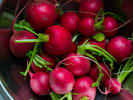 Cooking Class - Modern Mexican Cuisine in Brooklyn: radishes