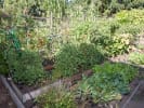Cooking Class - Japanese Rice Bowl in San Jose: Chef Motoko garden