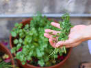Cooking Class - Paleo Couples' Cooking Class: Freshly picked greens