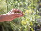 Cooking Class - Learn Thai Curry: Garden vegetables 