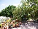 Cooking Class - Classic Thai Sunday Brunch: Garden view of Maew's backyard