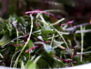 Cooking Class - Italian Fare in San Carlos in South Bay & Peninsula: Italian DInner 