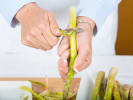 Cooking Class - Dinner From France in Manhattan: Peeling asparagus