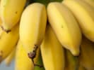 Online Cooking Class - Healthy Homemade Dog Treats: bananas