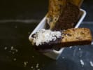 Cooking Class - Gourmet Biscotti in East Bay: Biscotti Berkeley 