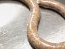 Cooking Class - Hunter's Game Night Gathering: homemade lamb sausage