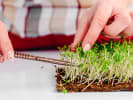Online Cooking Class - From Seed to Plate: Grow Microgreens: cutting micro greens