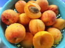 Cooking Class - Holiday Cookies and Hot Chocolate in Cambridge: fresh apricots