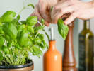 Online Cooking Class - Iconic Drinks and Dishes From the 90's: fresh basil