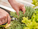 Culinary Adventure - A Sustainable Farm-to-Table Feast in Houston: fresh herbs