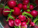 Cooking Class - Homemade Stuffed Pasta in Brooklyn: fresh radishes