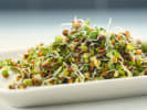 Online Cooking Class - From Seed to Plate: Grow Microgreens: green sprouts of microgreens