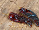 Couples Cooking Class - Taste of Mexico: guajillo peppers