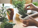 Online Cooking Class - A Homegrown Microgarden: herbs in a microgarden