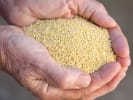 Cooking Class - Craft Healthy Dishes With Millet: holding millets