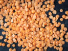 Cooking Class - Indian Dosa Feast in East Bay: lentils
