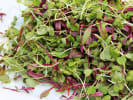 Cooking Class - Pan Sauces 101: microgreens