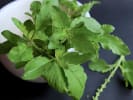 Online Mixology Class - Prohibition Cocktails With a Latin Twist: thai basil