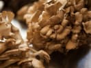 Couples Cooking Class - Improvisational Cooking for 2 in La Jolla & Pacific Beach: mushrooms and pears